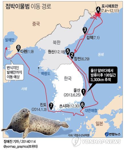 <그래픽> 점박이물범 이동 경로