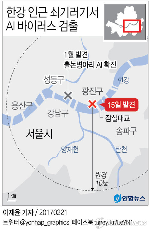 서울 또 뚫렸다…한강 쇠기러기 폐사체서 AI 바이러스 검출 - 1