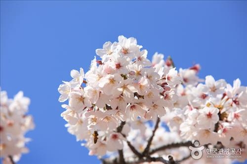 '향긋한 봄 내음'…봄꽃 축제 향연지는 어디 - 7