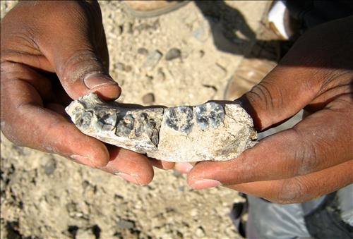280만년전 最古 인류 화석발견...인류진화 고리 찾아(종합) - 3