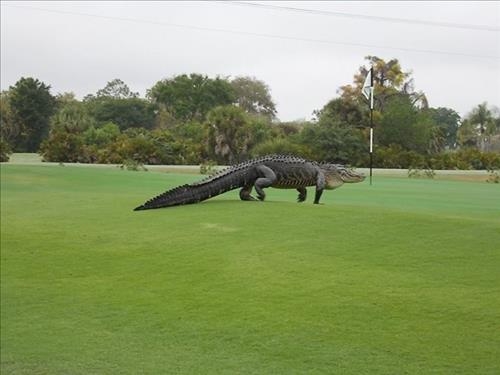미국 골프장에 등장한 '공룡만 한 악어'에 시선 집중 - 3