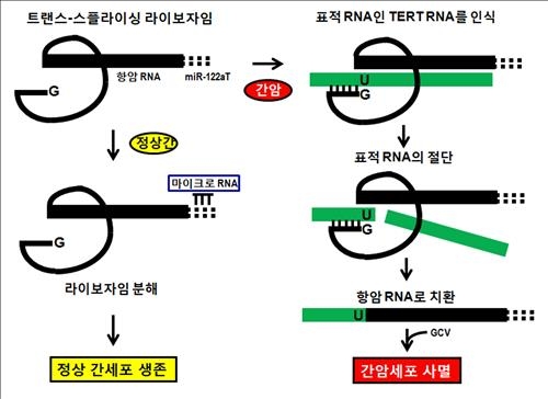 단국대 "진행성 간암 치료 가능한 유전자 치료법 개발" - 2