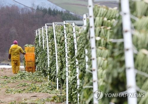 <걷고 싶은 길> 최북단 숲길 양구 펀치볼 둘레길 - 6