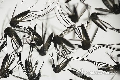 지카바이러스, 동남아에 이미 전파…인도네시아 감염자 발견(종합) - 2