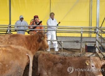 김포시 설 연휴 "구제역·AI 완벽 차단한다" - 2