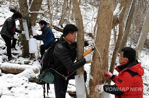 <주말 N 여행> 호남권: 요란한 겨울비…따끈한 방에서 '고로쇠' 맛보기 - 4