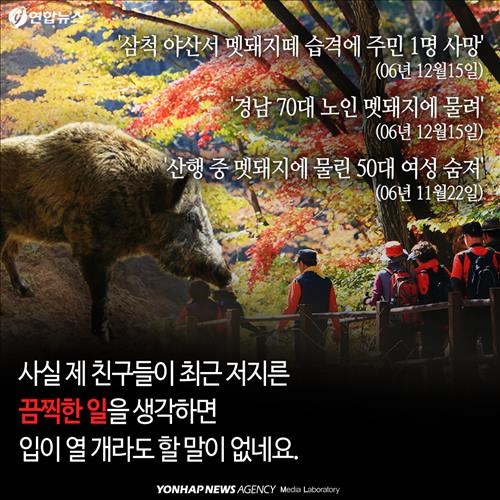 <카드뉴스> '위험한 침입자' 멧돼지가 몰려온다 - 4