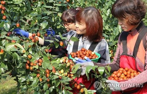 "보은 대표 대추나무 없나요"…보은군 상징목 확보 나서 - 2