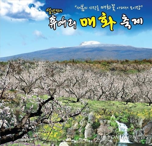 <주말 N 여행> 제주권: "'90년생 능수백·홍매화 장관' 매화축제 가볼까" - 3