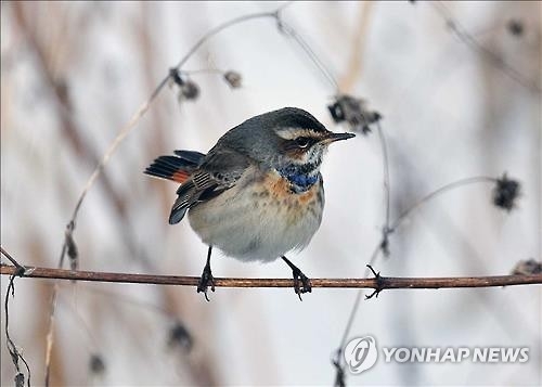 <'철새 정거장' 가거도> 탐조인이 가장 보기원하는 흰눈썹울새 - 3