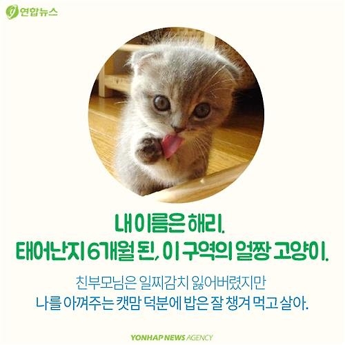 <카드뉴스> "나 수술받는다, 냥!"…길고양이의 서울살이 애환 - 3