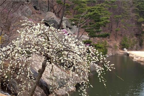 <주말 N 여행> 능수매 늘어진 느랭이골의 봄…광양 여행 - 5
