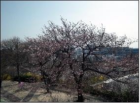 "서울도 벚꽃 개화"…7∼8일께 절정 이룰 듯 - 2