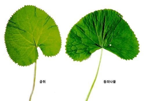 "봄철 산나물 조심하세요"…전국 곳곳서 독초 중독사고 - 2