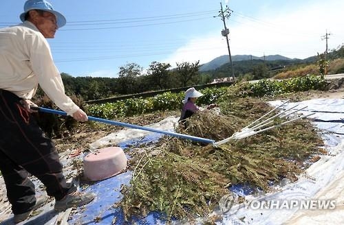 고령화 심각한 시골 마을…84세도 이장 맡는다 - 3