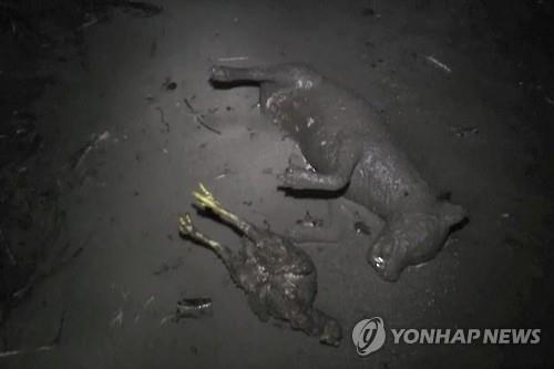 '불의 고리' 인도네시아 시나붕 화산 분출…6명 사망(종합) - 3