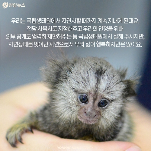 <카드뉴스> 밀매직전 구출된 아기 원숭이 이야기 - 13