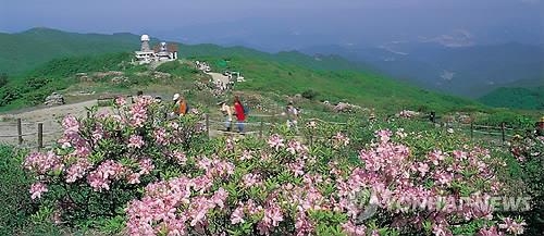 '소백산 철쭉 감상하세요'…27∼29일 영주서 철쭉제 - 2