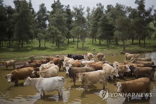 "축산 항생제가 기후변화 부채질…소똥 메탄 더 나온다" - 2