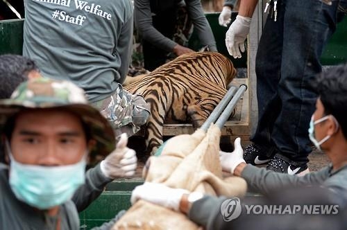 드러나는 '호랑이사원'의 비밀…죽은 호랑이새끼 40마리 발견(종합) - 3