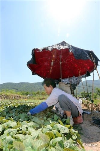 곡성군 노지 깻잎 생산확대로 대도시에 사계절 공급 - 2