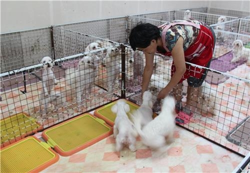 뽀송뽀송 이불 깔린 곳…사랑 넘치는 '강아지 번식장' 있다 - 4