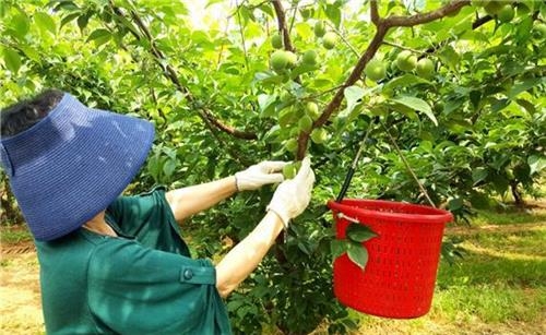 '감자 캐고 매실 따고'…서산·당진서 농산물 축제 - 3