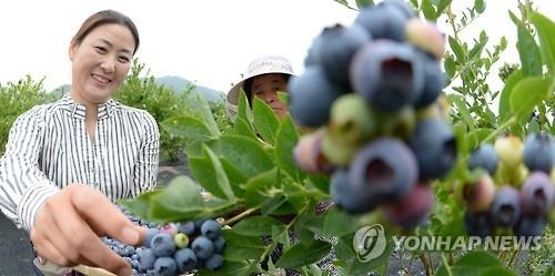 '순창 보랏빛 블루베리 축제' 25일 개최 - 2