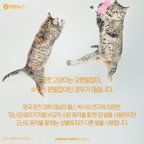 <카드뉴스> 고양이에 대해 모르고 있던 사실 '7가지' - 9