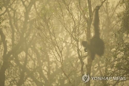 인니 정부, '대형산불·연무 초래' 팜오일 업체에 소송 - 2