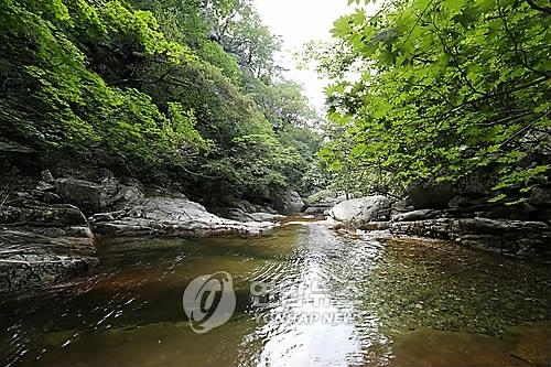 '수영금지' 3.7m 계곡서 물놀이하던 20대 경찰관 숨져(종합) - 2