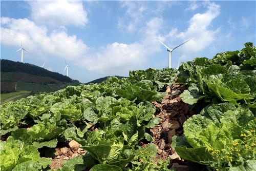 '배추고도' 강원 태백 귀네미 고랭지 배추 본격 출하 - 3