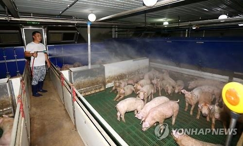 에어컨 틀고, 영양제 먹이고, 얼음 주고…농가 가축살리기 비상 - 4