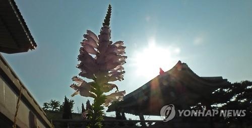 대전충남 폭염 경보 확대…대전 문화동 36.9도 - 2