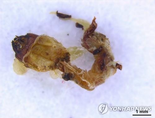 소나무재선충병 옮기는 솔수염하늘소 '천적' 찾았다 - 3