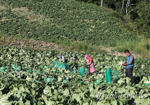 폭염 견뎌 낸 고랭지 배추 출하 시작