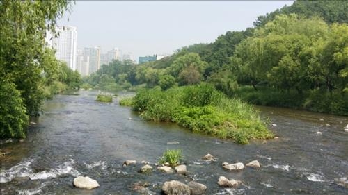 성남시 탄천