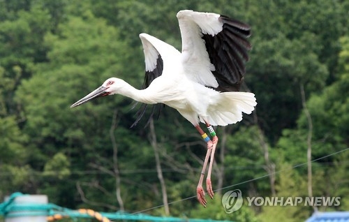 멸종 황새 '부활' 황새복원센터 결국 해산…140여마리 인공부화 - 1