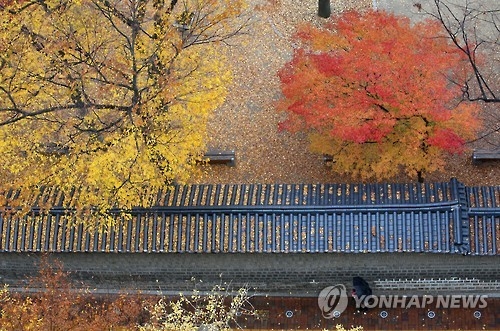 늦가을 단풍