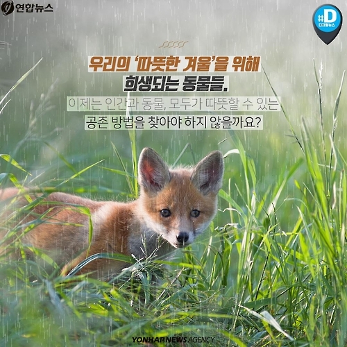 <카드뉴스> 우리가 따뜻해질수록 동물들은 웁니다 - 13