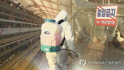 "매년 AI 살처분 보상금 수천억원…겨울엔 닭·오리사육 말자" - 1