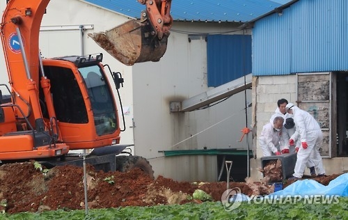 음성 삼성 종오리농가서 또 AI 의심신고…방역대 밖 첫 발생 - 1