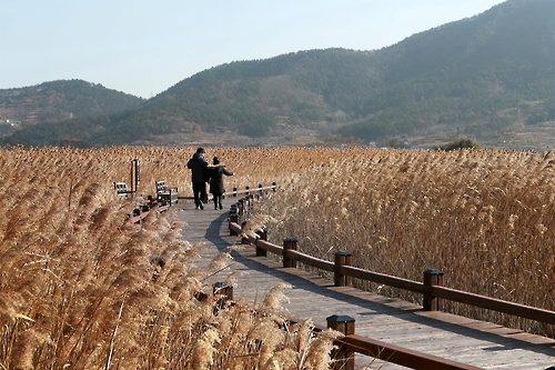 순천만 자연생태공원의 갈대 바다