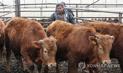 케이지 닭·감금틀 돼지…AI·구제역 주범 '밀식사육'(종합) - 3