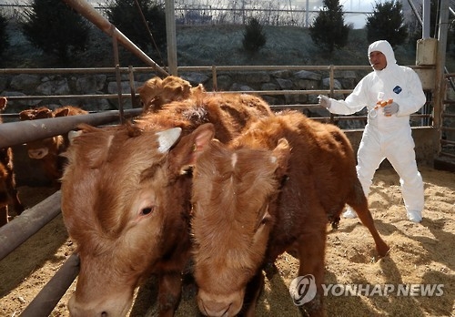 구제역 비상 걸린 축산 농가