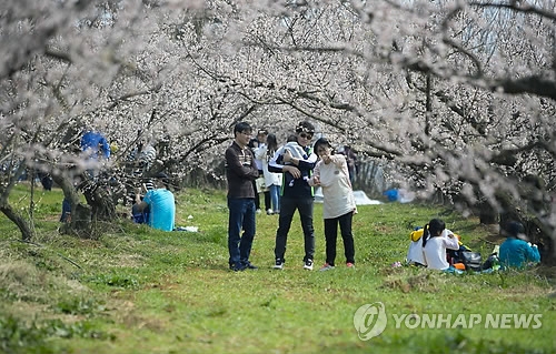 땅끝 매화축제장