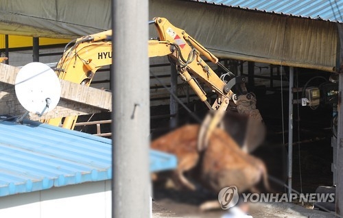 구제역 피해 눈덩이…충북 보은 한우 268마리 예방적 살처분 - 1