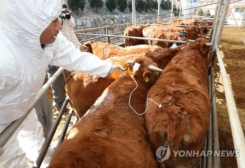 물백신? 항체조사 부실?…구제역 확산 속 백신 불신 '팽배'(종합) - 1