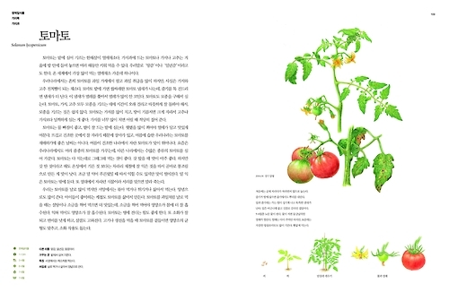 '식물도감' 중 토마토를 소개한 부분