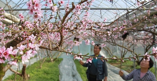 활짝 핀 복숭아꽃